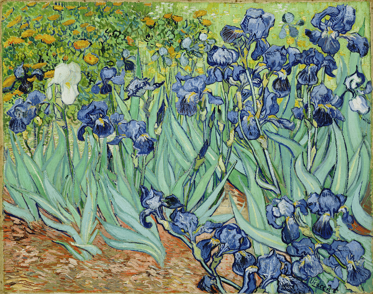 Irises by Vincent Van Gogh